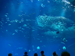 アクアワールド茨城県大洗水族館に投稿された画像（2026/5/5）