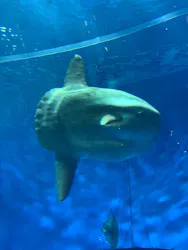アクアワールド茨城県大洗水族館に投稿された画像（2026/5/5）