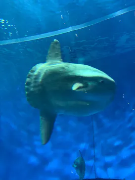 アクアワールド茨城県大洗水族館に投稿された画像（2026/5/5）