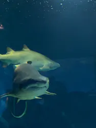 アクアワールド茨城県大洗水族館に投稿された画像（2026/5/5）