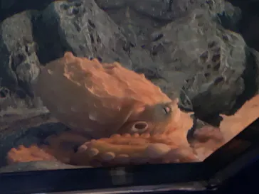 アクアワールド茨城県大洗水族館に投稿された画像（2026/5/5）