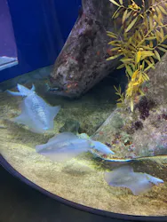 アクアワールド茨城県大洗水族館に投稿された画像（2026/5/5）