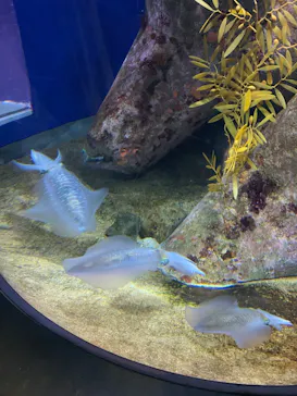 アクアワールド茨城県大洗水族館に投稿された画像（2026/5/5）