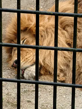 鹿児島市平川動物公園に投稿された画像（2026/5/5）