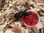 ”世界は昆虫であふれている”世界の昆虫展inえひめに投稿された画像（2026/5/5）