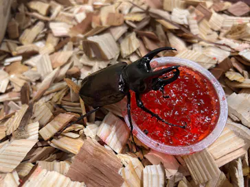 ”世界は昆虫であふれている”世界の昆虫展inえひめに投稿された画像（2026/5/5）