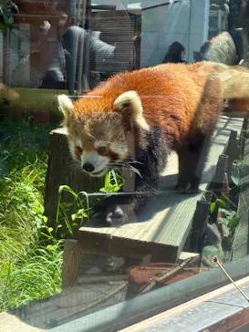 天王寺動物園に投稿された画像（2026/5/5）