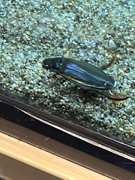 石川県ふれあい昆虫館に投稿された画像（2026/5/5）