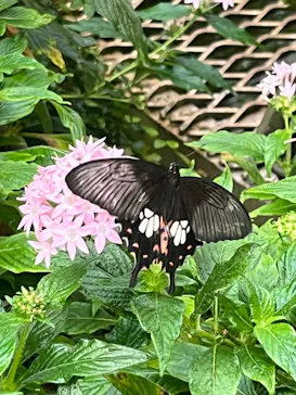 石川県ふれあい昆虫館に投稿された画像（2026/5/5）