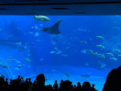 沖縄美ら海水族館に投稿された画像（2026/5/5）