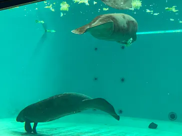 沖縄美ら海水族館に投稿された画像（2026/5/5）