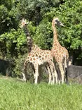名古屋市東山動植物園に投稿された画像（2026/5/5）