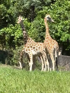 名古屋市東山動植物園に投稿された画像（2026/5/5）