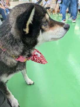 つくばわんわんランドに投稿された画像（2026/5/5）