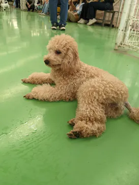 つくばわんわんランドに投稿された画像（2026/5/5）