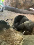 恩賜上野動物園に投稿された画像（2026/5/5）