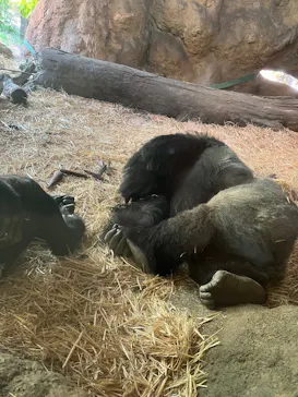 恩賜上野動物園に投稿された画像（2026/5/5）
