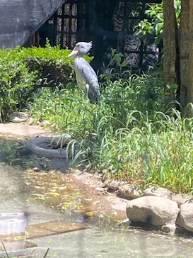 恩賜上野動物園に投稿された画像（2026/5/5）