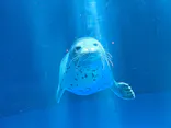 上越市立水族博物館 うみがたりに投稿された画像（2026/5/5）