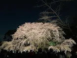 六義園に投稿された画像（2026/5/5）