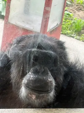 秋田市大森山動物園に投稿された画像（2026/5/5）