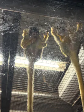 秋田市大森山動物園に投稿された画像（2026/5/5）