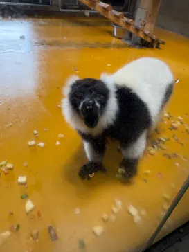 秋田市大森山動物園に投稿された画像（2026/5/5）
