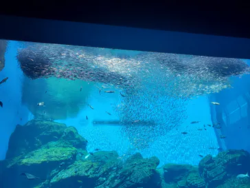 仙台うみの杜水族館に投稿された画像（2026/5/5）