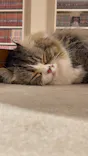猫カフェモカ　イオンモール幕張新都心店に投稿された画像（2026/5/5）