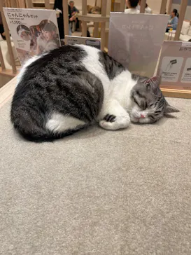 猫カフェモカ　イオンモール幕張新都心店に投稿された画像（2026/5/5）