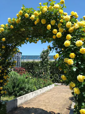 京成バラ園に投稿された画像（2026/5/5）