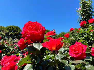京成バラ園に投稿された画像（2026/5/5）