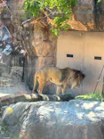 天王寺動物園に投稿された画像（2026/5/5）