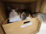 Cat Café MOFF イオンモール豊川店に投稿された画像（2026/5/5）