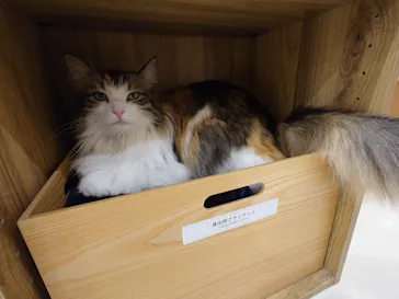 Cat Café MOFF イオンモール豊川店に投稿された画像（2026/5/5）