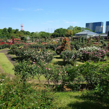 京成バラ園に投稿された画像（2026/5/5）
