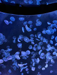 すみだ水族館に投稿された画像（2026/5/5）