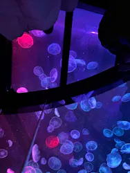 すみだ水族館に投稿された画像（2026/5/5）