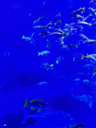 すみだ水族館に投稿された画像（2026/5/5）