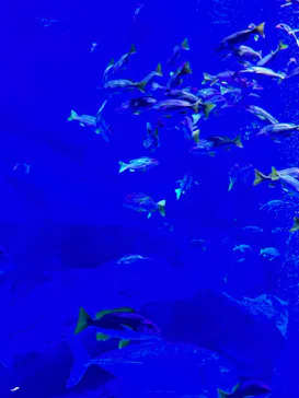 すみだ水族館に投稿された画像（2026/5/5）