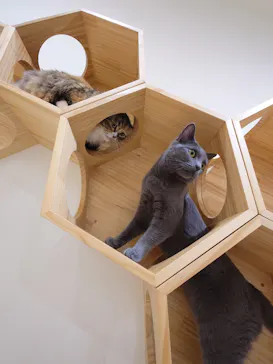 Cat Café MOFF イオンモール豊川店に投稿された画像（2026/5/5）