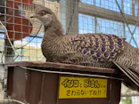 掛川花鳥園に投稿された画像（2026/5/5）