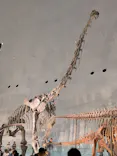 福井県立恐竜博物館に投稿された画像（2026/5/5）