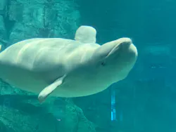 名古屋港水族館に投稿された画像（2026/5/5）