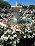 京成バラ園に投稿された画像（2026/5/5）