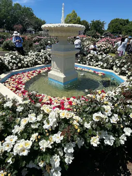 京成バラ園に投稿された画像（2026/5/5）