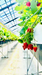 MIGAKI FARMに投稿された画像（2026/5/5）