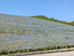 国営ひたち海浜公園プレジャーガーデンに投稿された画像（2026/5/5）