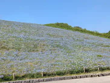 国営ひたち海浜公園プレジャーガーデンに投稿された画像（2026/5/5）
