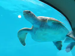 沖縄美ら海水族館に投稿された画像（2026/5/5）